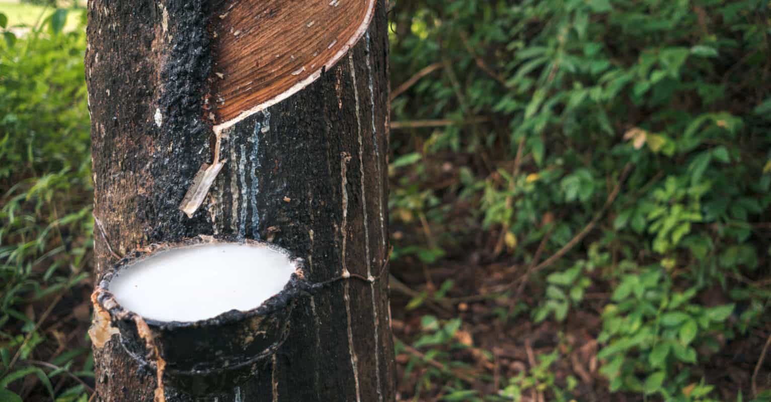 Extraction of latex Kent Elastomer Products